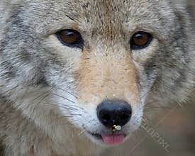 Coyote with Bird Seeds on Nose