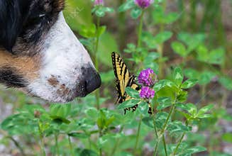 Dog and butterfly