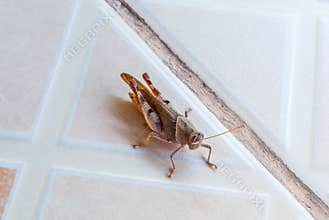 Closeup to Brown Grasshopper on Tile Floor [Caelifera]