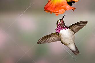 Calliope Hummingbird