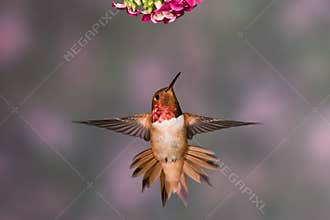Rufous Hummingbird