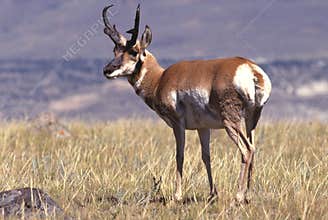 Buck Antelope on Prairie