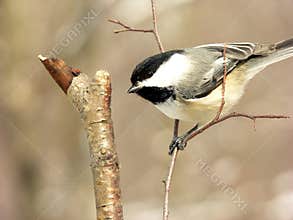 Chickadee 6