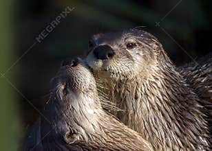 North American River Otters - Lontra canadensis