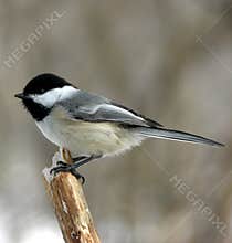 Chickadee 7