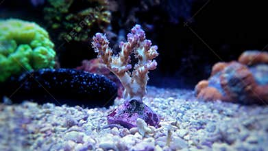 Colorful Acropora SPS coral in reef aquarium tank