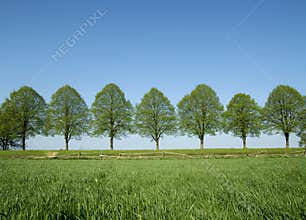 Spring trees