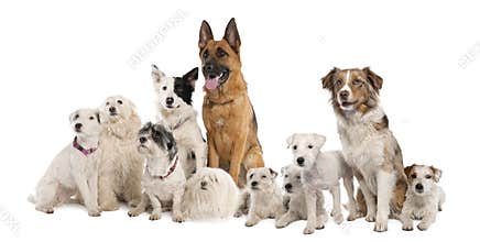 Group of dog : german shepherd, border collie, Par