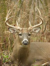 Whitetail Buck