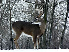 Winter Whitetail Buck