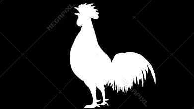 Chicken rooster crowing 2d animation