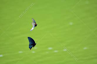 Butterfly love