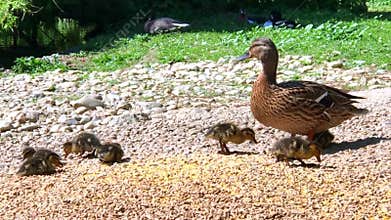 Duck with several newborn babies