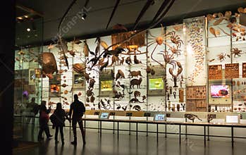 Hall of biodiversity at the American museum of Natural History AMNH - New York, USA