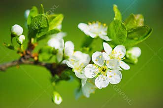 Blooming cherry tree branches