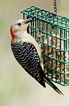 Female Redbellied Woodpecker
