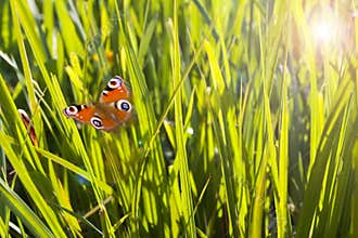 Colorful blades of grass and flying butterfly