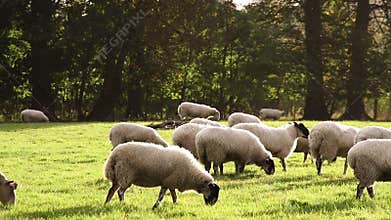 Flock of sheep or lambs grazing on grass in English countryside field
