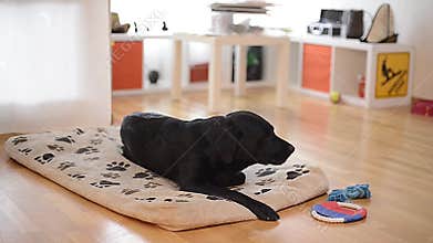 Crow shepherd dog chewing bone in living room