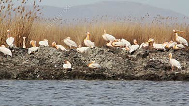 White pelicans