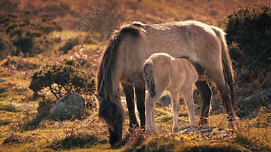 Mother Horse Feeding Foal In Afternoon