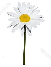 Daisy isolated on white background