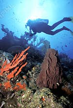 Diver n Red Finger Sponge