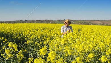 Male Farmer in Oilseed Rapeseed Cultivated Agricultural Field Examining and Controlling The Growth of Plants