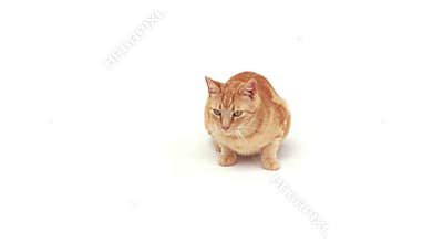 Cute cat lying alone