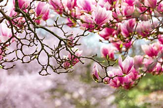 Pink magnolia