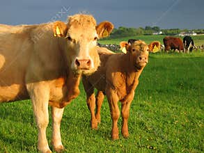 Irish cows