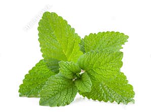 Lemon balm