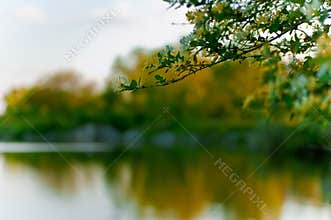 Tree branch over lake