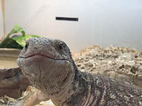 Close up of lizard reptile pet in cage