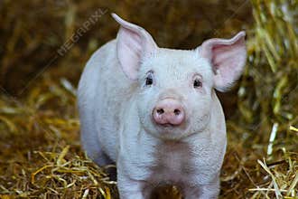 piglet