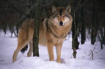 Wolf