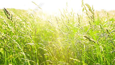 Grass on wind with sunset