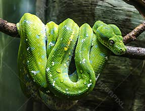 Green snake