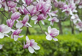 Magnolia soulangeana (saucer magnolia) tree