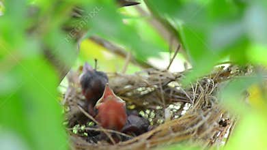 Mother feeding baby birds