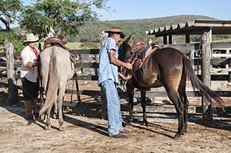 Brazilian cowboys prepare mules
