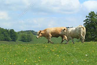 Cows in pasture