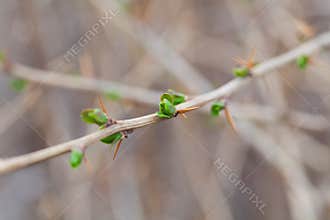 Barberry blur