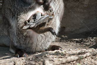 Bennett's Wallaby Joey In Pouch Close-Up