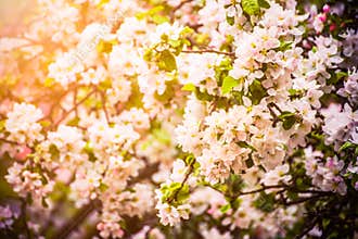 Apple tree flowers