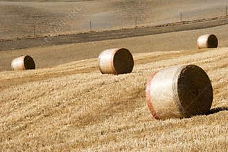 Golden hay bales