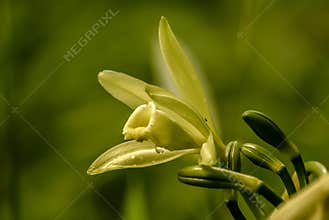 Vanilla flower