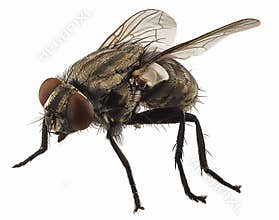 Macro on fly