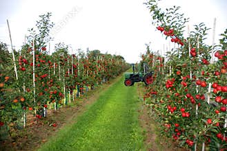 Apple harvest