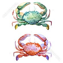 Corals with shells and crabs